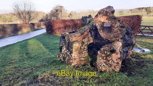 Photo 6x4 trunk oak - trunk, tree