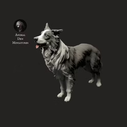 Border collie dog stands 3d - dog, |