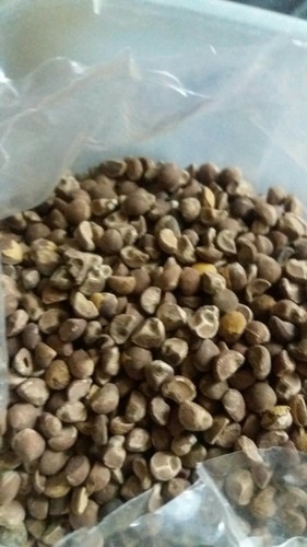 300 naarvosaa seeds hawaii - 300,