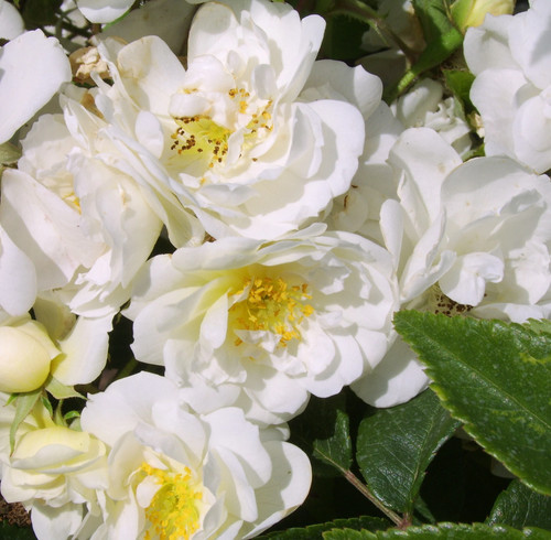 Rambling rector - rambling,