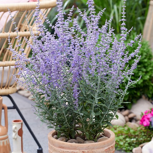Hardy perennial plants - perennial,