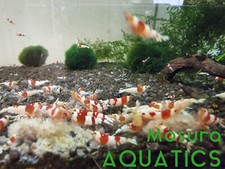 50g Soya Hulls pellet Shrimp