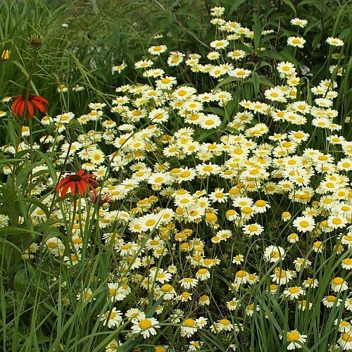 Anthemis tinctoria c - anthemis, 'e.c