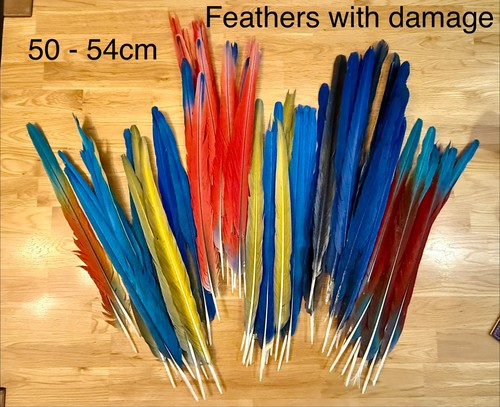 Parrot macaw feather crafts - parrot,
