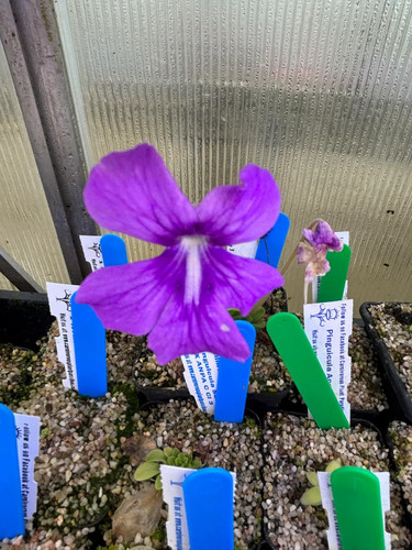 Pinguicula sumidero anpa c - sumidero, x