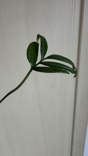 Monstera subpinatta rare - monstera,