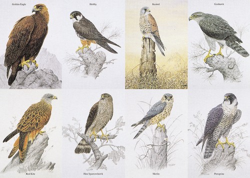 British birds prey - british, of