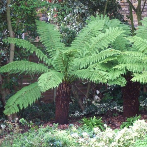 Tree fern log - tree,