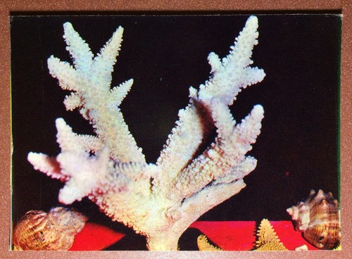 Coral acropora cervicornis - acropora,