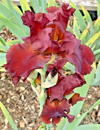 Bearded iris germanica red - iris,