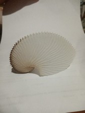 Argonaut Argo (Paper Nautilus)