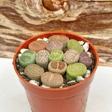 Clearance Sale | 9-10pcs Baby