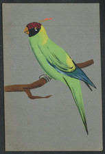 Birds - Exotic Green Parakeet? handpainted early postcard