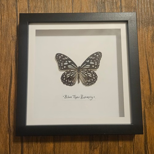 Butterfly framed taxidermy