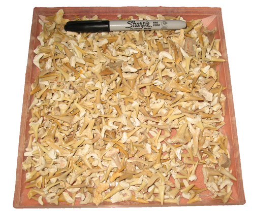 Cretaceous eocene shark - cretaceous,