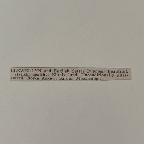 Llewellyn english setter - &,