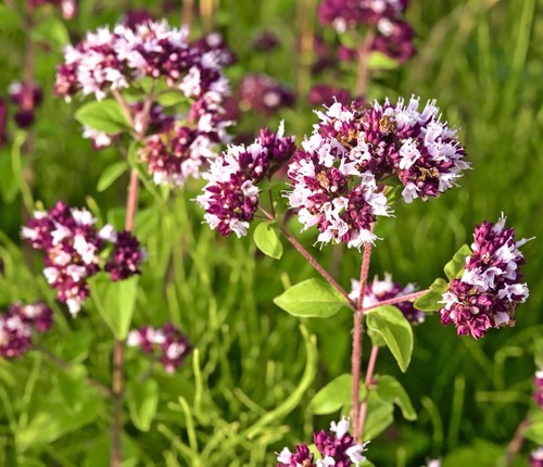 3200x oregano wild marjoram - 3200x,