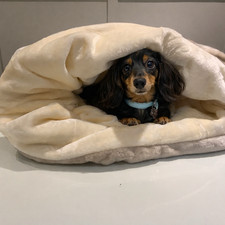 Large snuggle sack - ,, dachshund