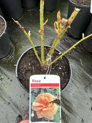 Potted rose schoolgirl - potted, 'schoolgirl'