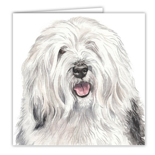Old english sheepdog - old,