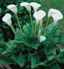 Zantedeschia Aethiopica - 10
