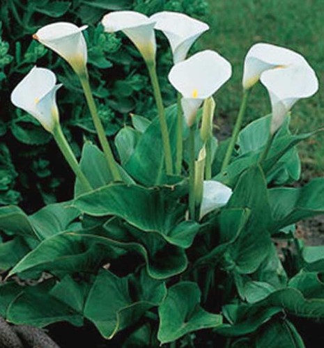 Zantedeschia aethiopica 10 - aethiopica,