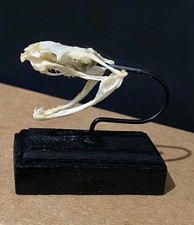 snake skull on base. Asian