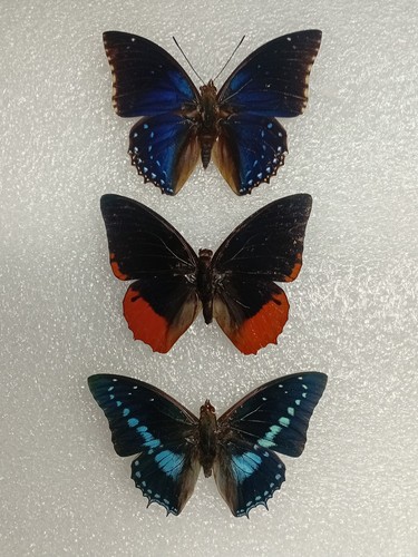 Charaxes butterfly crafting - charaxes,