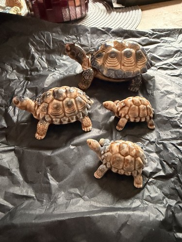 Wade tortoises - wade,