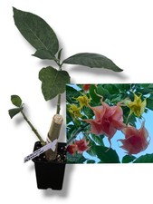 Brugmansia, Angel's Trumpet