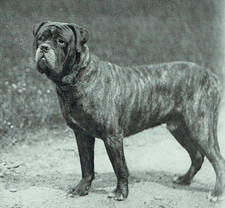 Old English Mastiff Robert Leadbetter 1903 3 Page Photo Article M958