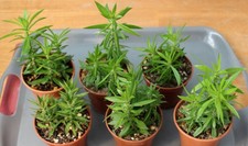 Pereskiopsis spathulata -