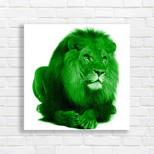 Portrait laying lion square - of,