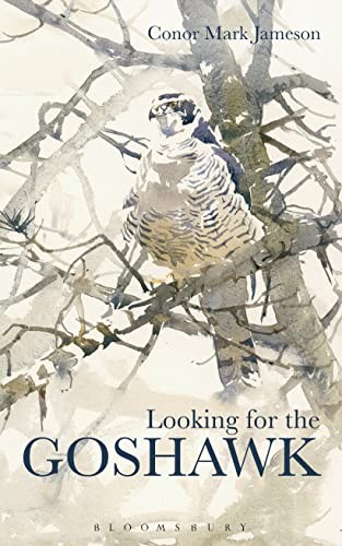 Looking for the - , goshawk