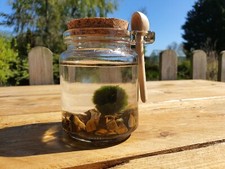 Moss Ball & TIGERS EYE Set Desk Plant Gemstone Marimo Terrarium GIFTS FOR HER