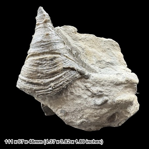 Kodonophyllum truncatum fossil - truncatum,
