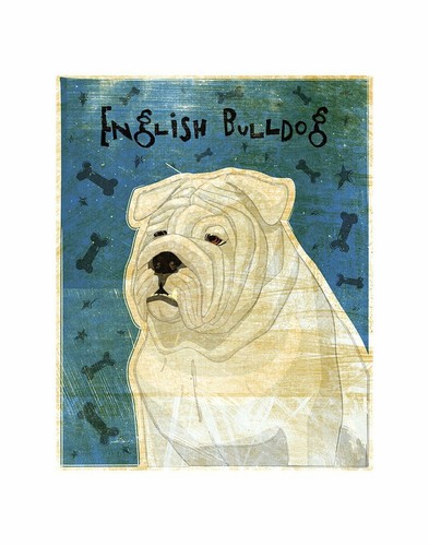 White english bulldog john - english,
