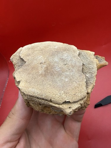 Cetacean vertebra fossil - cetacean,