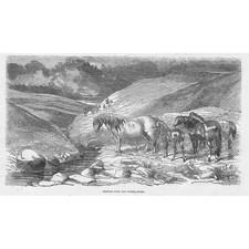 DEVON An Exmoor Pony and Young