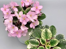 Var Miniature 'N-My Angel'