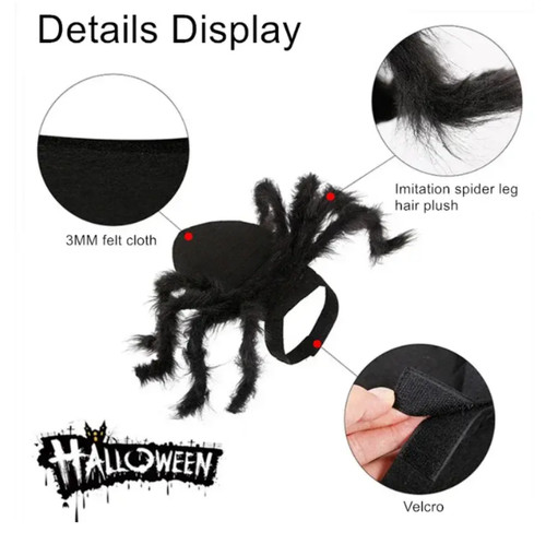 Halloween pet black - halloween, spider