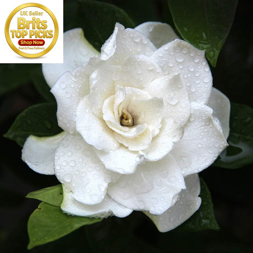 Gardenia plant crown jewels - gardenia, 'crown