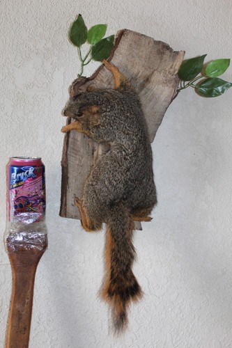 Taxidermy squirrel chipmunk - taxidermy,