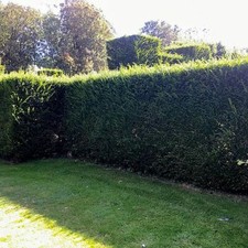 Taxus baccata English Yew