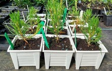 Pinus Mugo/Dwarf Mountain Pine