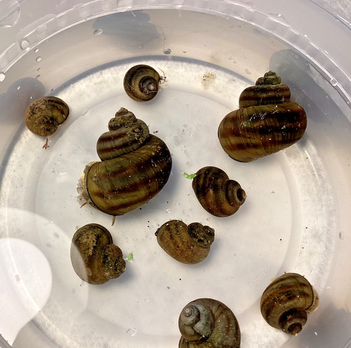 Mystery snails asian - asian, ringed