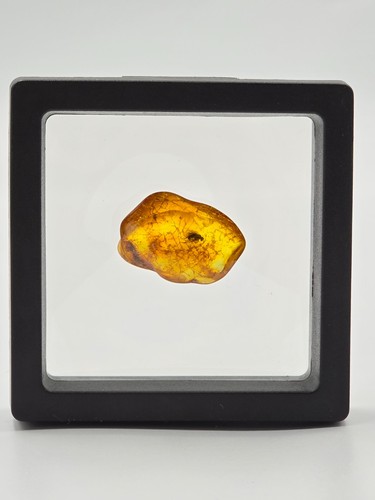 Genuine baltic amber fossil - baltic,