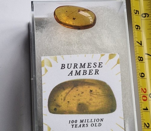 Burmese amber with - burmese,