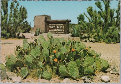 Beavertail cactus fort bliss - cactus,