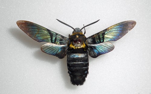 Sphingidae sataspes - sphingidae,